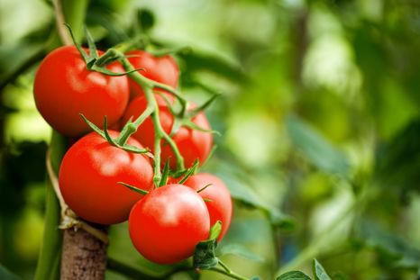 Con estas plantas en el jardín, los tomates crecerán libres de plagas Foto: shutterstock