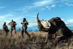 Los rinocerontes están en peligro de extinción. Foto: CbsNews.