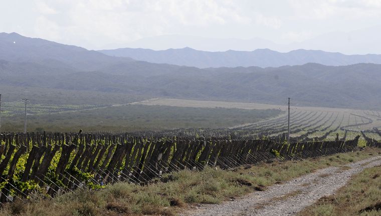 Agrelo es una de las zonas más codiciadas. Foto: Alf Ponce Mercado/MDZ