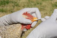 la gripe aviar ya se considera una epidemia pero dan un mensaje alentador