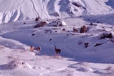 Entre las curvas nevadas y cerros cubiertos de blanco, los guanacos sorprendieron a quienes transitaban por la Ruta 7 durante la mañana de este jueves.