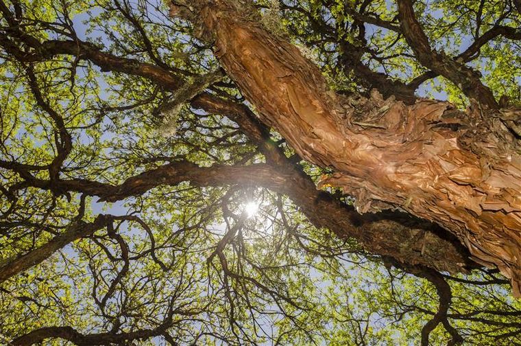 Hoy, se conmemora el Día Provincial del Árbol en Mendoza.
