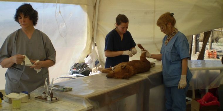 Foto: Max Belaeff/Mediamza.com