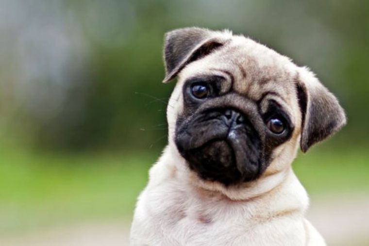 La inteligencia artificial eligió los 10 nombres más originales para perros.
