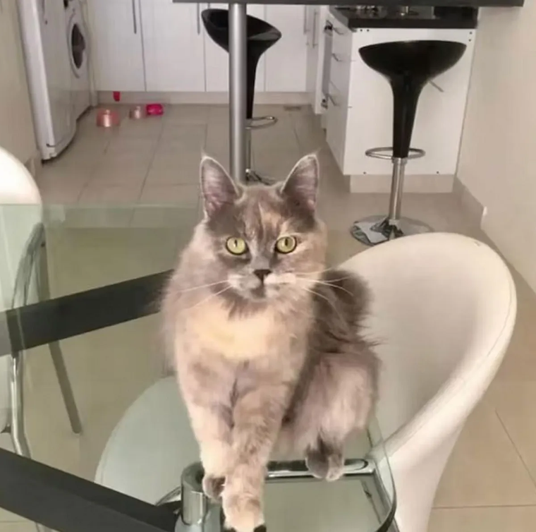 El gato de Marcelo Polino. Créditos: Instagram / marcelopolino El gato de Marcelo Polino. Créditos: Instagram / marcelopolino