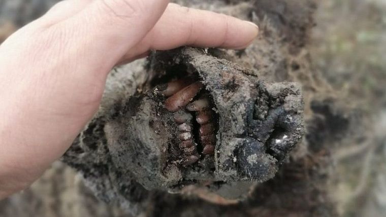 El oso de la Edad de Hielo fue encontrado en las islas Lyakhovsky en el noreste de Rusia. Foto: NORTH-EASTERN FEDERAL UNIVERSITY