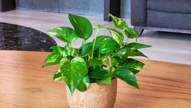 Jardinería. Potus, purifica el aire. Foto: Fuente: Shutterstock