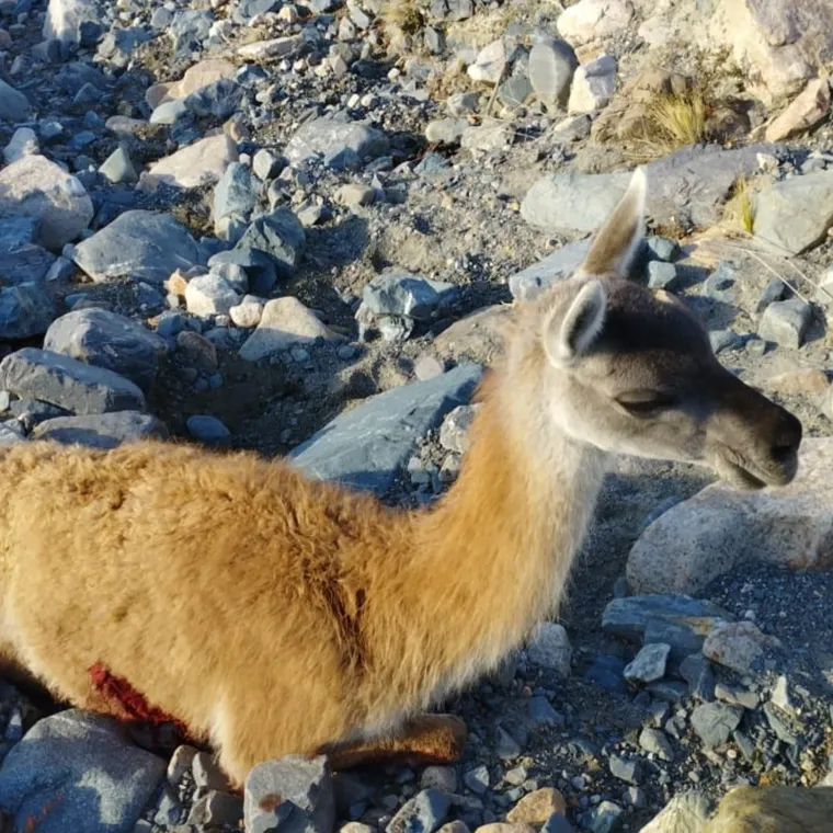 El guanaco agonizó durante horas en el cauce de un río. 