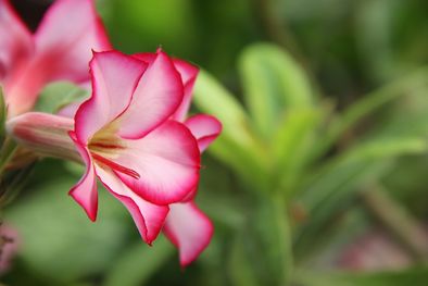 MDZol | rosa del desierto