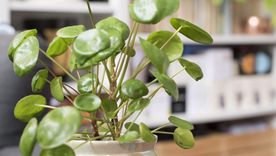 Una planta de la abundancia. Una planta de la abundancia.