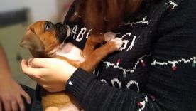 Qué hace la Justicia tras una separación cuando hay un animal en común. Qué hace la Justicia tras una separación cuando hay un animal en común.