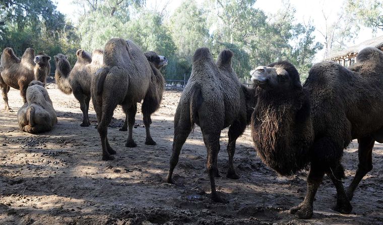 Los camellos en el exzoológico. Los camellos en el exzoológico.