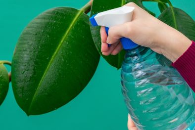 MDZol | Los aerosoles o espray hechos con mezcla de productos de casa son formas rápidas y efectivas de mantener alejados a los insectos de sus preciadas plantas de interior y exterior. Foto: Gardening Know How -www.gardeningknowhow.com