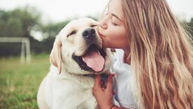 Cuidá a tu perro del calor, seguí nuestros consejos... Foto: Shutterstock