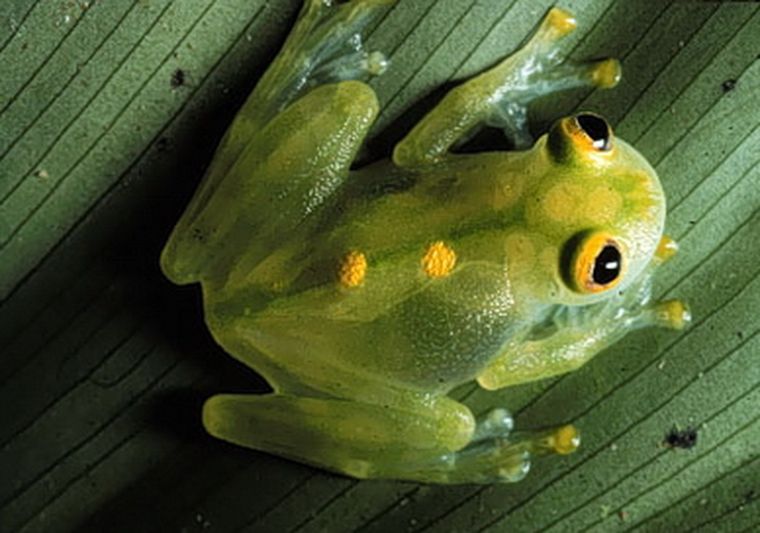 De apariencia extraña, la rana servirá para detectar los avances del cáncer.