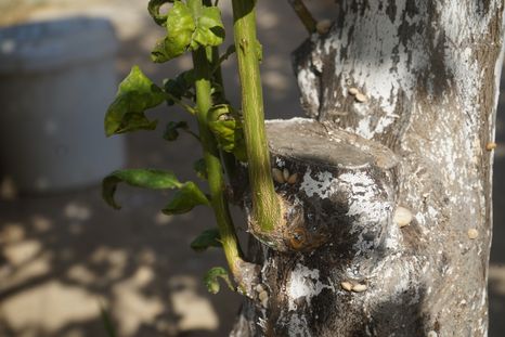 El limonero es protagonista de consejos caseros transmitidos de generación en generación. Foto: Shutterstock El limonero es protagonista de consejos caseros transmitidos de generación en generación. Foto: Shutterstock
