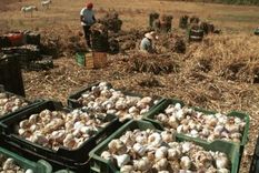 El ajo es uno de los productos que se verá afectado. Foto: Archivo