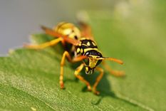 un hombre murio por la picadura de una avispa en su lengua