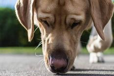 ¿Cuáles son los olores que no les gustan a los perros? Descubrí uno por uno en esta nota Foto: Fuente: iStock (a través de ecodiario.eleconomista.es)