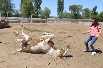 MDZol | PEMPA, ONG que recupera caballos maltratados Jesica Valenzuela, una de las responsable de la ONG, junto a Flicka, una yegua en recuperación que se revuelca. Foto: Maximiliano Ríos /MDZ