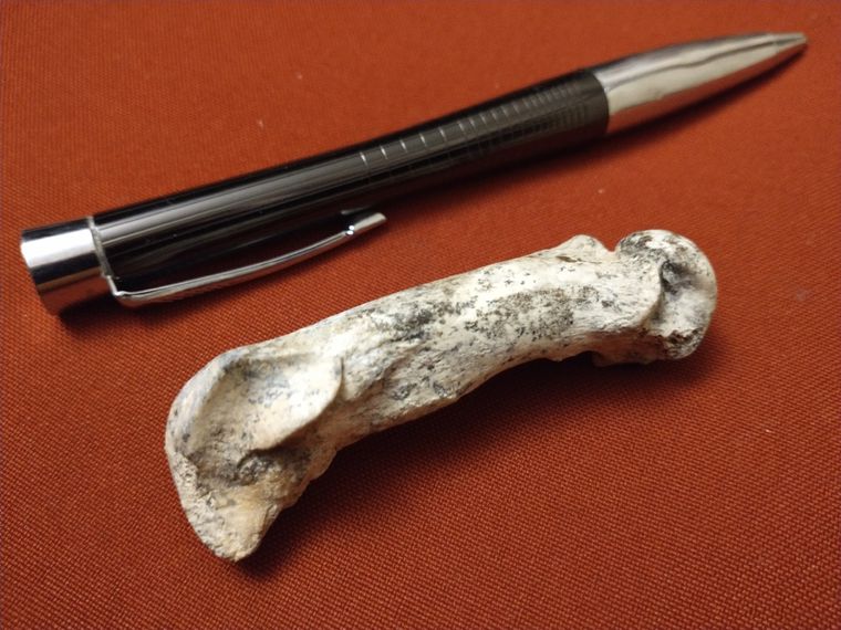 El hueso encontrado junto a una birome como escala. Foto: Télam. Foto: Télam