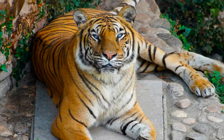 Brisa, murió a los 18 años, una edad bastante longeva para su espece. Foto: Noticias argentinas