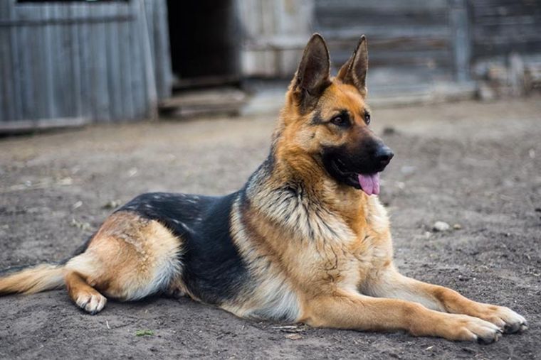 Perros Alemanes Perros Alemanes Foto: HOLA!