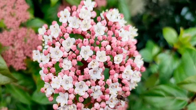 El Viburnum tinus Eve Price, de hoja perenne, tiene flores coloridas en primavera y bayas negras en otoño. Foto: Shutterstock/Jcaley
