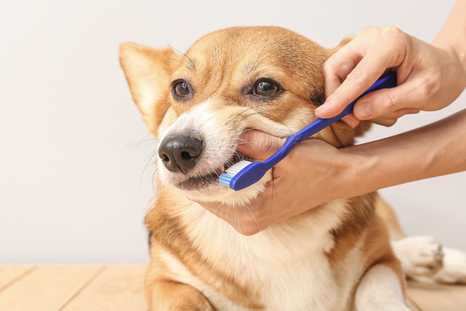 Un truco para ayudar a la salud bucal de tu mascota. Un truco para ayudar a la salud bucal de tu mascota.