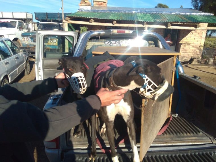 La carrera de Galgos fue desarticulada antes de que inicie, mientras que la fiesta fue parada y rompieron el móvil policial