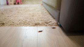 El verano aumenta la presencia de cucarachas en hogares y cocinas. El verano aumenta la presencia de cucarachas en hogares y cocinas.