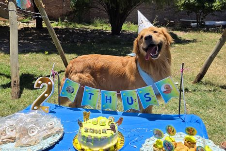 El negocio de viandas naturales y pastelería artesanal para mascotas es un nicho que no para de crecer. El negocio de viandas naturales y pastelería artesanal para mascotas es un nicho que no para de crecer.