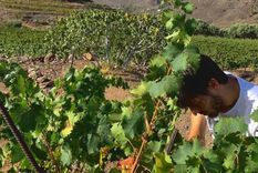un famoso jugador de futbol ahora es jurado internacional de vinos