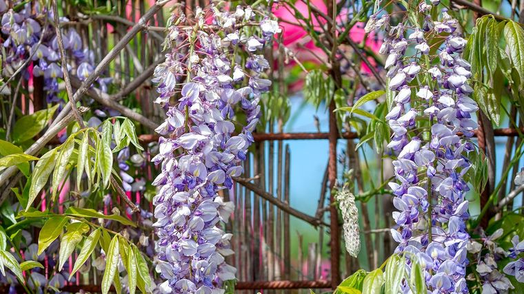 La glicina aporta estructura al jardín durante el invierno y una floración espectacular en la nueva temporada. La glicina aporta estructura al jardín durante el invierno y una floración espectacular en la nueva temporada.