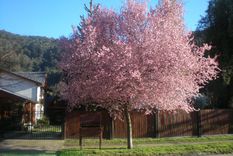 Este árbol es ideal para tener una casa con un patio chico.