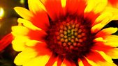 Gaillardia, una planta que comprende 76 especies. Foto: Wikipedia Gaillardia, una planta que comprende 76 especies. Foto: Wikipedia