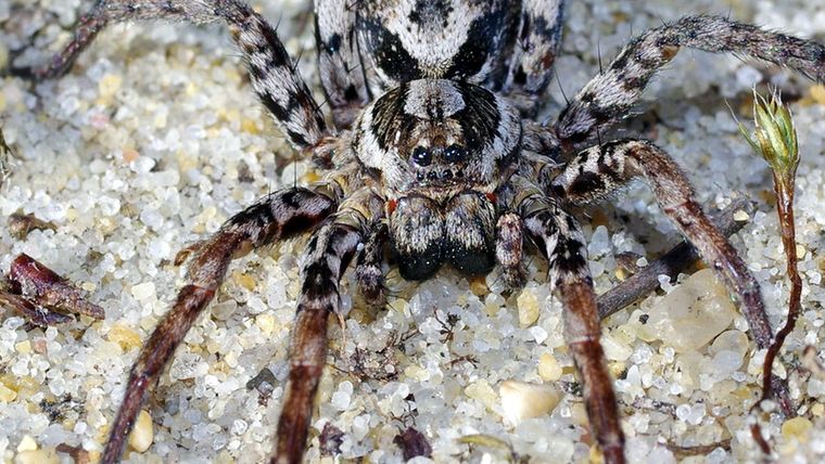 Araña zorro encontrada en Surrey, Reino Unido.