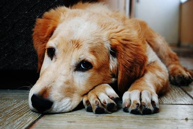 MDZol | Estos son los tiempos del día que tu perro puede quedar solo en casa Foto: Pexels