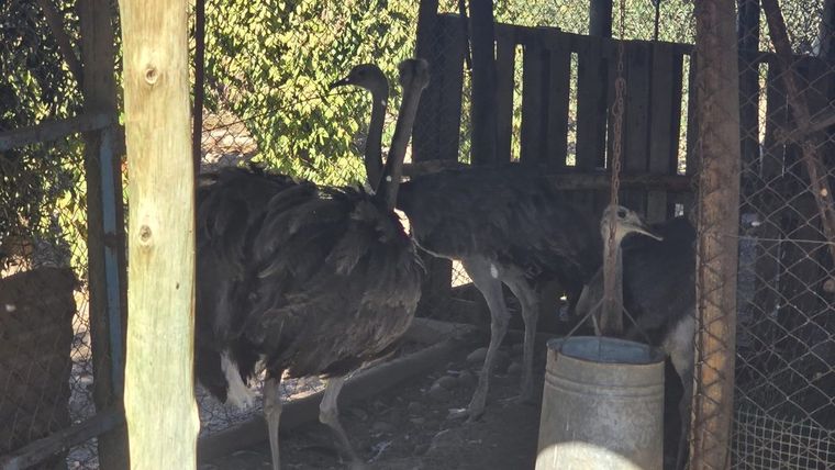 Tres ejemplares de ñandú y dos aves fueron rescatados de una finca en Maipú tras permanecer en cautiverio