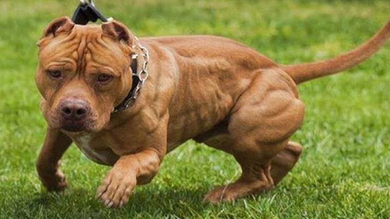 Un hombre de 35 años fue imputado luego de que su perro de raza pitbull atacara el lunes a un niño y a su madre (imagen ilustrativa). Foto: Archivo MDZ