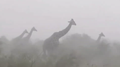 jirafas quedaron en medio de una fuerte tormenta en kenia y el video es brutal jirafas quedaron en medio de una fuerte tormenta en kenia y el video es brutal