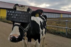 gafas de realidad virtual para vacas rusas: ahora pastan en un campo imaginario