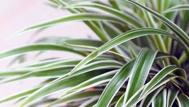 Planta de la abundancia. Planta de la abundancia.