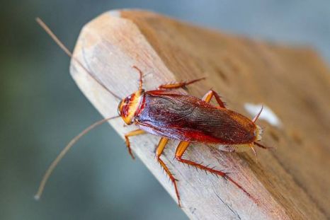 Una plaga difícil de erradicar. Una plaga difícil de erradicar.