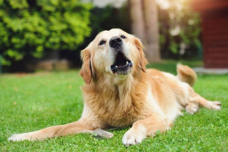 Perro ladrando Foto: Hogarmanía