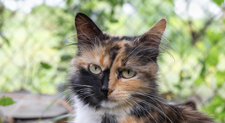 Estos animales suelen tener actitudes que cuestan descifrarlas. Foto: Shutterstock