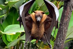 Este tipo de murciélagos solo se alimenta de frutas. Foto: iNaturalist.