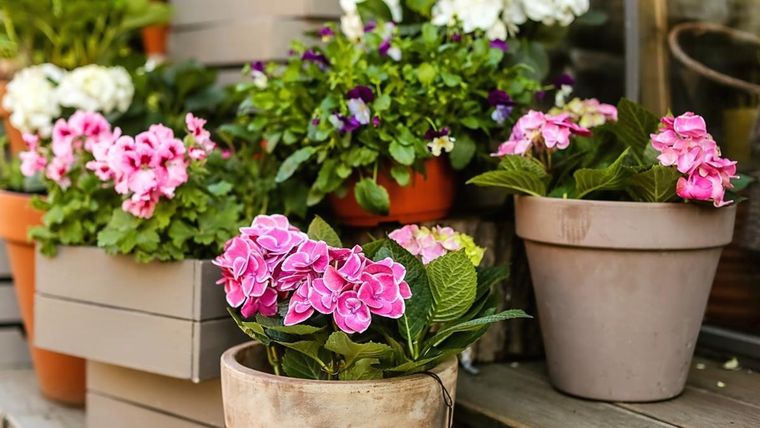 Todas estas plantas disfrutan de la luz natural. Foto: Shutterstock