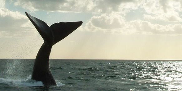 Cuánto cuesta hacer una excursión para ver ballenas en Chubut.