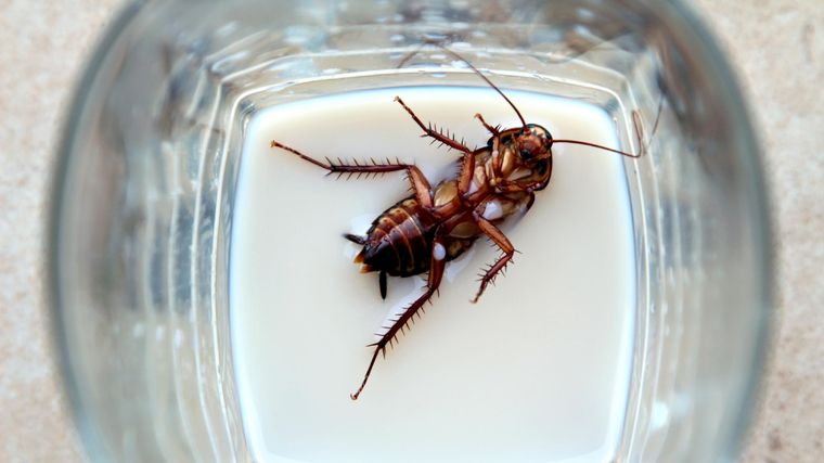 La leche de cucaracha tendría mayores beneficios nutritivos que la de vaca